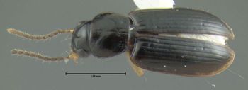 Media type: image;   Entomology 614557 Aspect: habitus dorsal view